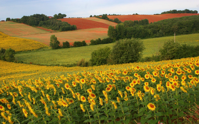 Sunflower field rolling hills autumn free wallpaper for desktop - medium preview image