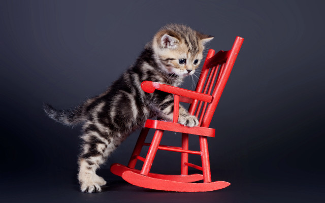 Kitten rocking chair serious look free wallpaper for desktop - medium preview image