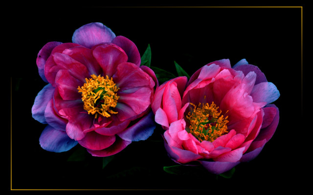 Pink flower gold border black free wallpaper for desktop - medium preview image