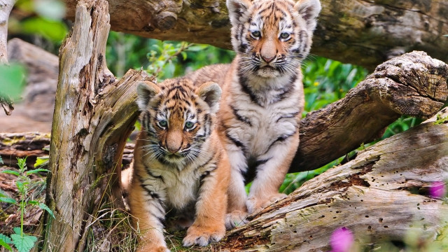 Curious sumatran tigers woods blue free wallpaper for desktop - medium preview image