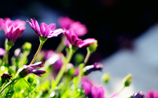 Purple flower vase table bokeh free wallpaper for desktop - medium preview image