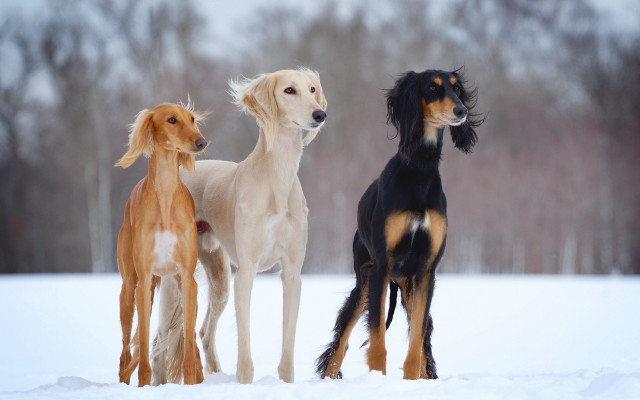 Three dogs snow trees glamor free wallpaper for desktop - medium preview image
