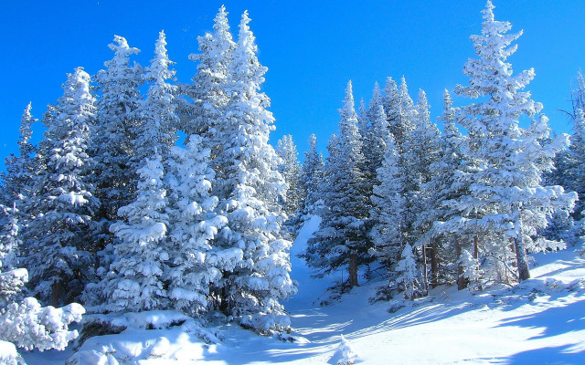 Snowy forest blue sky winter #2 free wallpaper for desktop - medium preview image