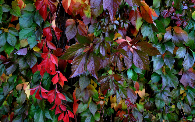 Fall leaves wall vibrant neo free wallpaper for desktop - medium preview image