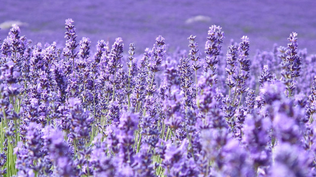 Lavender field purple sky flower free wallpaper for desktop - medium preview image