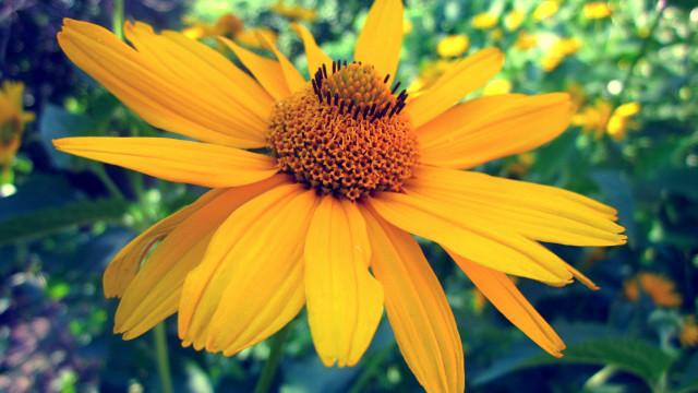 Yellow flower bee bokeh nature free wallpaper for desktop - medium preview image