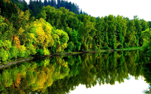 River forest autumn green leaves free wallpaper for desktop - medium preview image