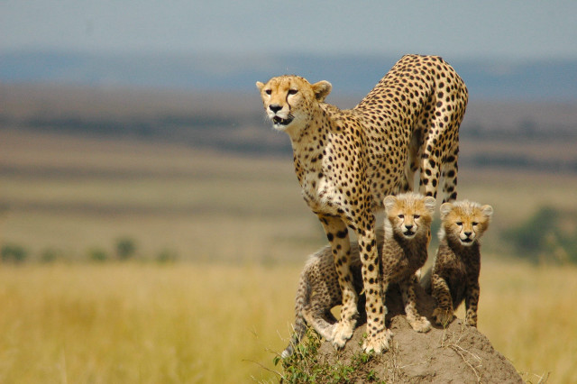 Mother cheetah cubs rock wild free wallpaper for desktop - medium preview image