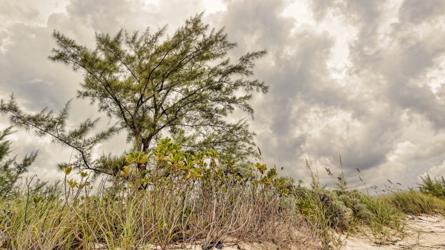 Tree field clouds grass path free wallpaper for desktop - medium preview image