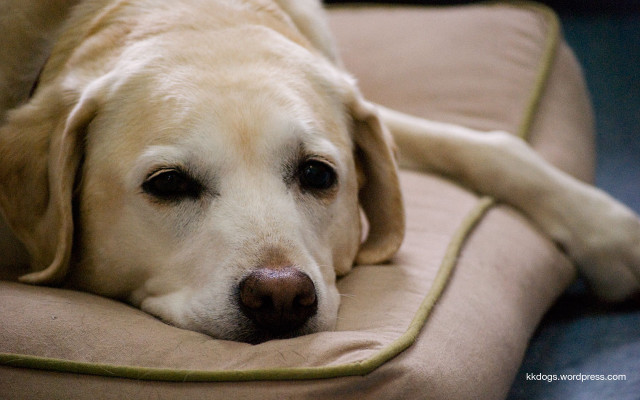 Dog laying on pillow floor free wallpaper for desktop - medium preview image