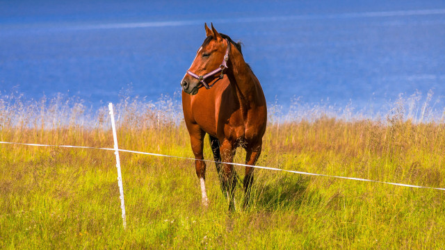 Horse field fence water australian free wallpaper for desktop - medium preview image