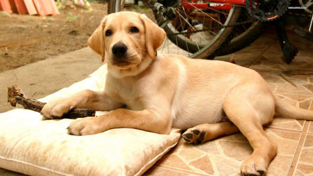 Dog laying pillow ground bike free wallpaper for desktop - medium preview image