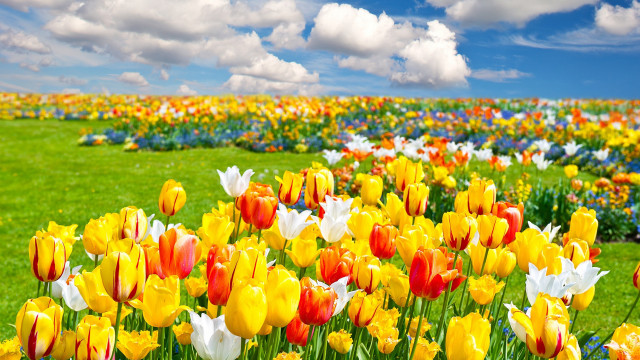 Flower field colorful sky clouds free wallpaper for desktop - medium preview image