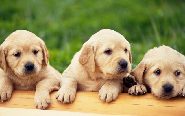 Three puppies sitting on wooden #2 free wallpaper for desktop - medium preview image