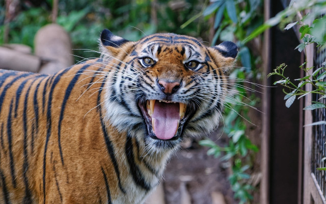 Tiger growling zoo enclosure bokeh free wallpaper for desktop - medium preview image