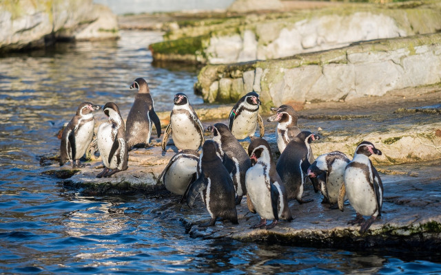 Penguins rock water beach seagull free wallpaper for desktop - medium preview image