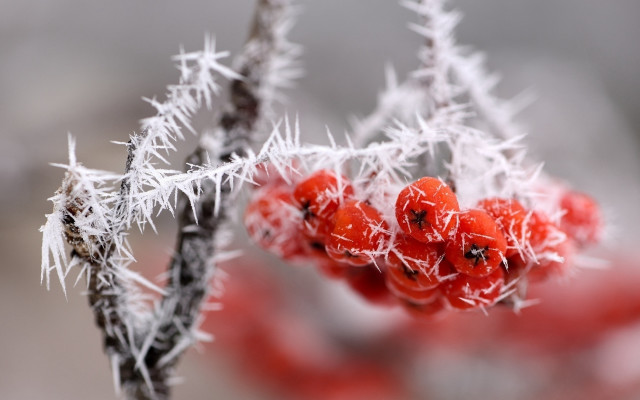 Berries ice red branch macro free wallpaper for desktop - medium preview image