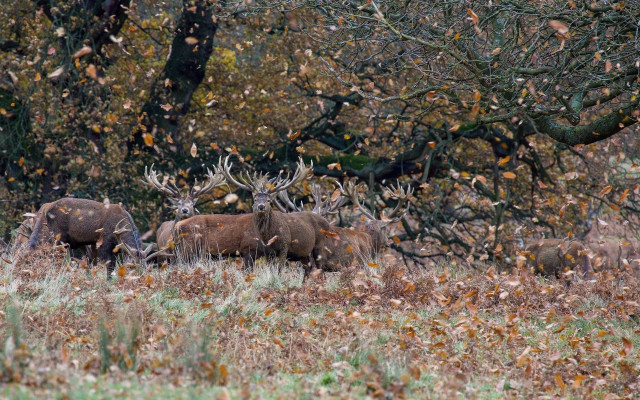 Elk field puzzle award forest free wallpaper for desktop - medium preview image
