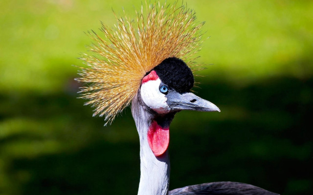 Bird mohawk green background grass free wallpaper for desktop - medium preview image