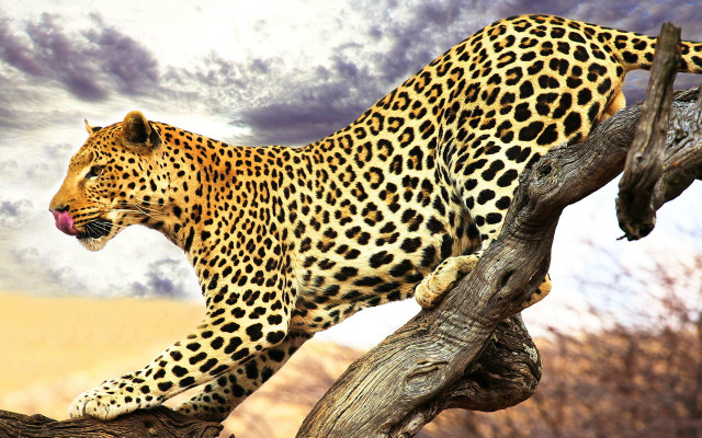 Leopard tree branch open mouth free wallpaper for desktop - medium preview image