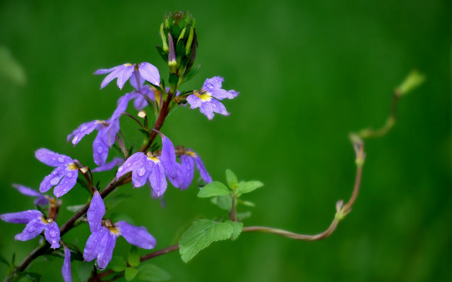 Purple flower green leaves blurry free wallpaper for desktop - medium preview image