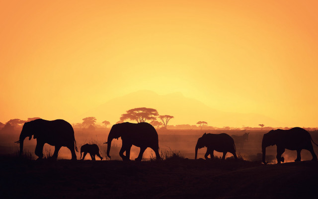 Elephants sunset mountains trees campfire free wallpaper for desktop - medium preview image