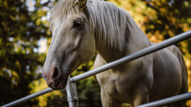 Horse fence sun trees blurry free wallpaper for desktop - medium preview image