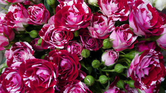 Pink white flowers bouquet roses free wallpaper for desktop - medium preview image