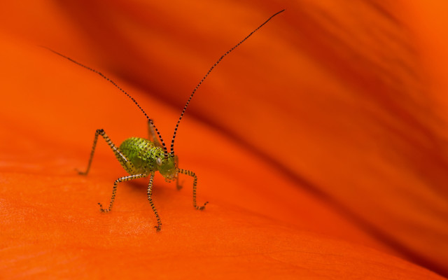 Green insect orange flower blurry free wallpaper for desktop - medium preview image
