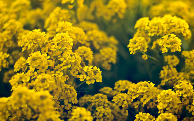 Yellow flowers grass blurry background free wallpaper for desktop - medium preview image