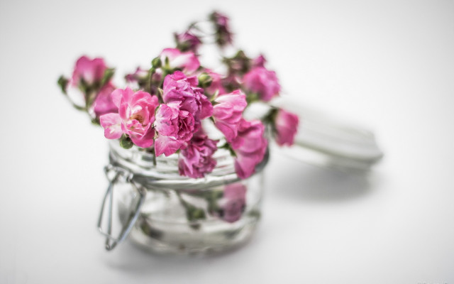Pink flower glass jar still free wallpaper for desktop - medium preview image