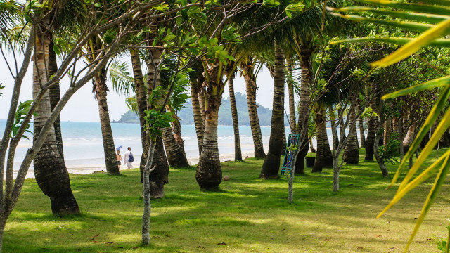 Beach palm trees couple tiltshift free wallpaper for desktop - medium preview image