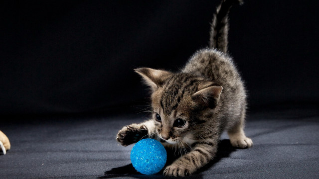 Kitten blueball shadow dog cat free wallpaper for desktop - medium preview image