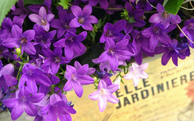 Purple flower bouquet garden home free wallpaper for desktop - medium preview image