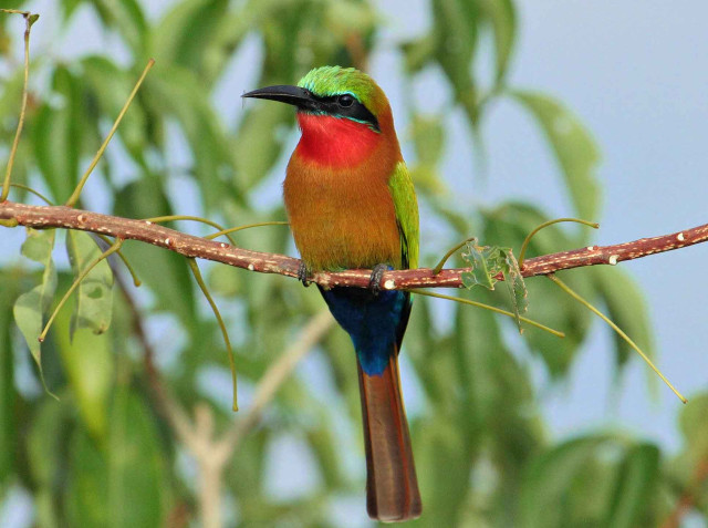 Colorful bird branch tree leaves #2 free wallpaper for desktop - medium preview image