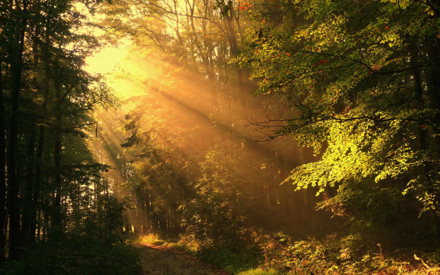 Woods path sunshine leaves autumn free wallpaper for desktop - medium preview image