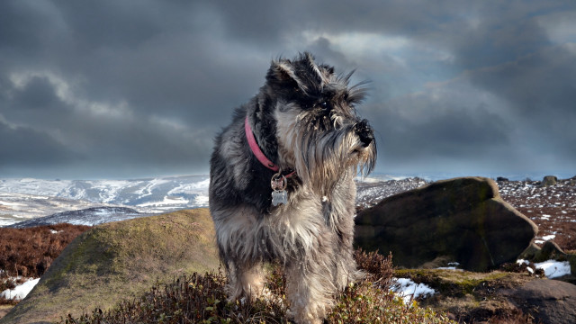 Shaggy dog mountain cloudy sky free wallpaper for desktop - medium preview image