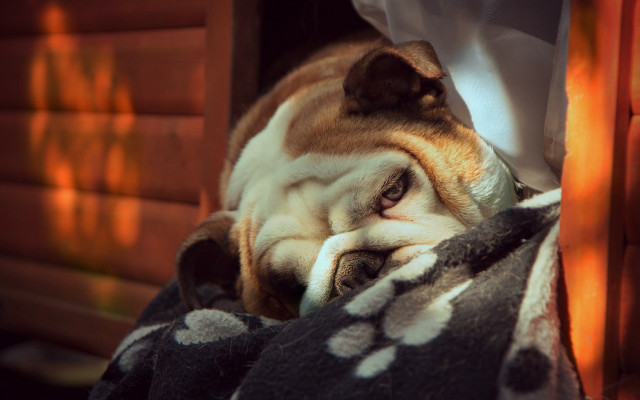 Dog sleeping blanket house window free wallpaper for desktop - medium preview image