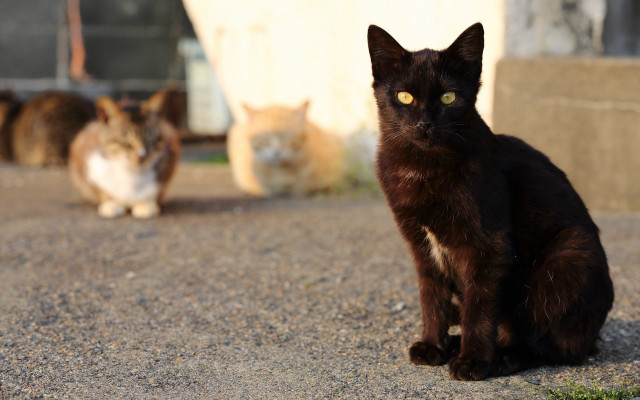 Cats driveway group carlos catasse free wallpaper for desktop - medium preview image