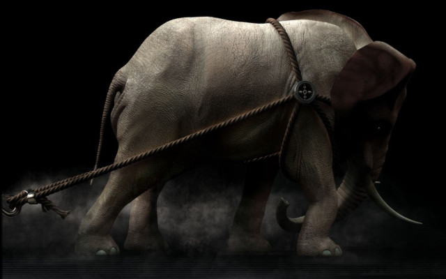 Elephant rope black background photorealism free wallpaper for desktop - medium preview image