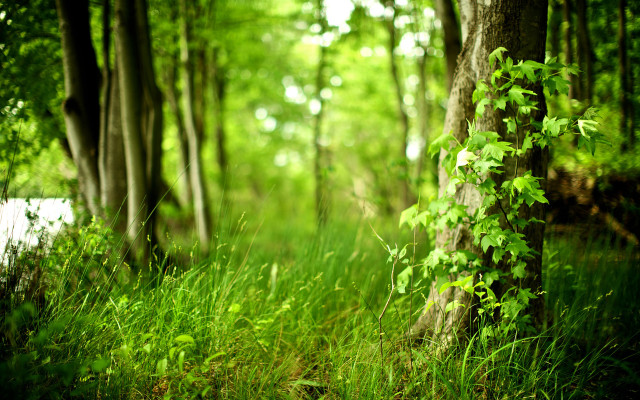 Lush green forest bench dappled free wallpaper for desktop - medium preview image