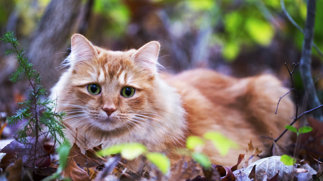 Sad cat leaves grass bokeh free wallpaper for desktop - medium preview image