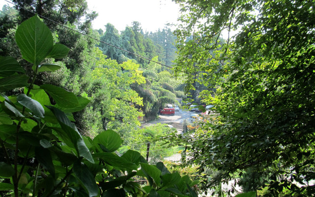 Jungle road dappled sunlight vehicle free wallpaper for desktop - medium preview image