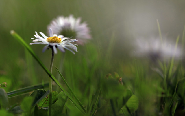 Daisy field grass weeds blurry free wallpaper for desktop - medium preview image