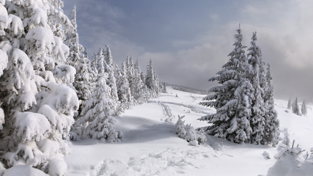 Snowy landscape trees trail blue #2 free wallpaper for desktop - medium preview image