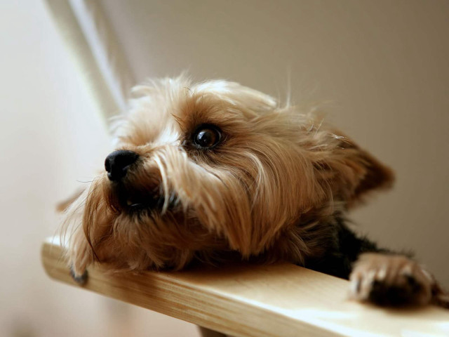 Small dog wooden table sad free wallpaper for desktop - medium preview image