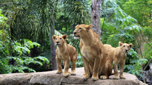 Three lions rock zoo bamboo free wallpaper for desktop - medium preview image