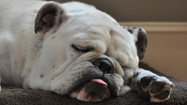 White shiba inu dog blurry free wallpaper for desktop - medium preview image