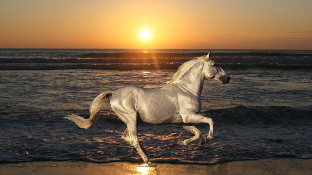 White horse running beach sunset free wallpaper for desktop - medium preview image
