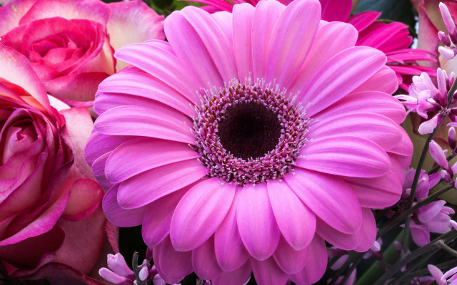 Pink flower closeup floral background free wallpaper for desktop - medium preview image